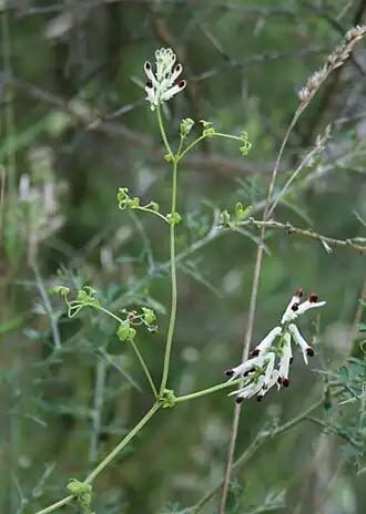 Description de l'image Fumaria flabellata.jpg.