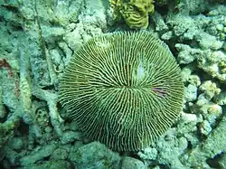 Corail champignon (Fungia fungites)