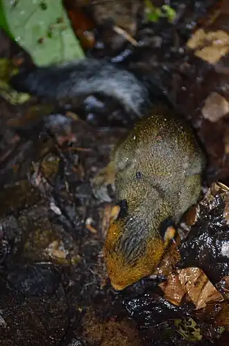 Description de l'image Funisciurus leucogenys 12938760.jpg.