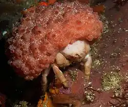 Pseudodromia latens (Dromiidae)