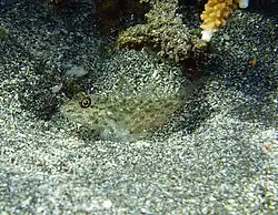 Fusigobius neophytus