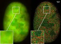 Noyau d'une cellule de cancer des os (technique dite dual-color localization microscopy ou 2CLM pour les anglophones). Image obtenue par fluorescence de marqueurs fusionnés avec les protéines GFP et RFP, pour 120&nbsp;000 molécules localisées dans une zone restreinte (de 470&nbsp;µm2).