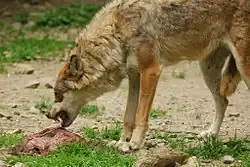 Un loup dans les Alpes du Sud
