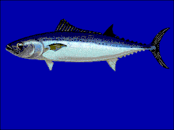 Allothunnus fallai