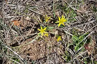 Description de l'image Gagea foliosa 0.JPG.