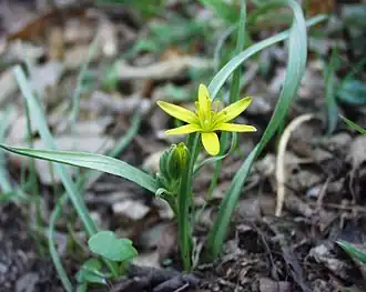 Photographie en couleurs d'une gagée des prés, une petite plante à fleurs protégée.