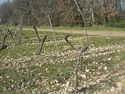 Photographie montrant une vigne taillée en guyot. (photo en fin d'hiver, avant le débourrement)