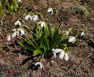 Description de l'image Galanthus platyphyllus 108242514.jpg.