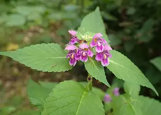 Description de l'image Galeopsis pubescens kz12.jpg.