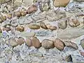 Galets de quartzite, mur de l'église Saint-Romain, dépôt de Bonnevaux-L'Amballan