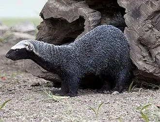 Grison (Galictis vittata).