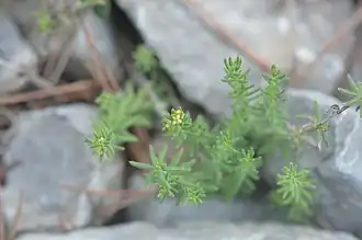 Description de cette image, également commentée ci-après