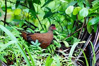 Description de cette image, également commentée ci-après