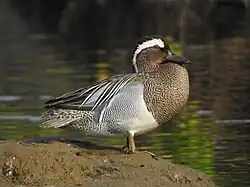 Sarcelle d'été mâle.