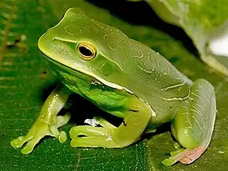 Description de l'image Gastrotheca albolineata.jpeg.