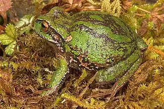 Description de cette image, également commentée ci-après