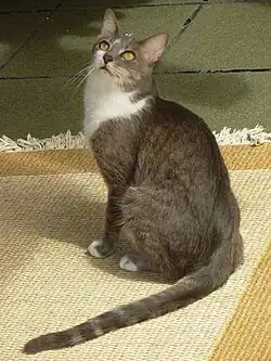 brazilian shorthair bleu bicolor.