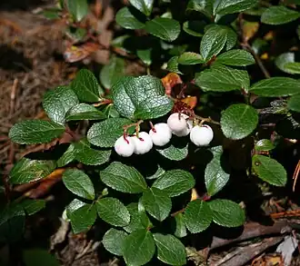 Description de l'image Gaultheria pyroloides.jpg.