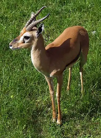 Gazelle à front roux