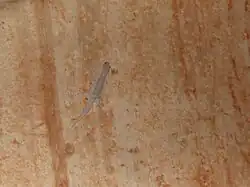 Gecko en Iran (près de Mazdavand).