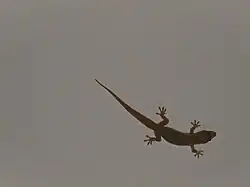 Gecko accroché au plafond en Chine (Yunnan).