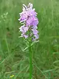 Orchidées tachetées en forêt de Müden.