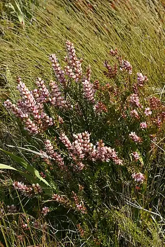 Description de l'image Geissoloma Lignaut 1.jpg.