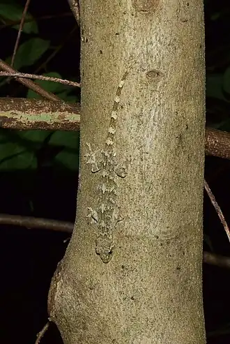 Description de l'image Gekko-subpalmatus.jpg.