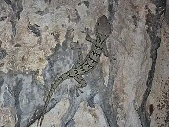 Description de l'image Gekko siamensis 60486907.jpg.