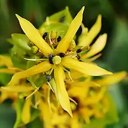 Gentiane jaune(Gentiana lutea).