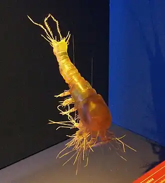 Gelyella monardi (Gelyelloida)