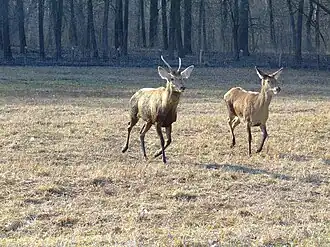 La forêt de Gemenc&nbsp;(hu), dans le parc national Duna-Dráva.