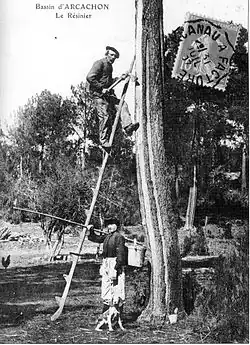 Un résinier sur son pitey.