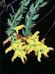 Description de l'image Genista aristata.jpg.
