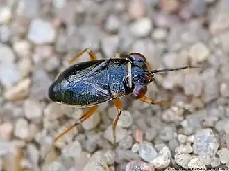 Description de cette image, également commentée ci-après
