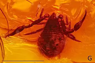 Description de l'image Geogarypus macrodactylus.jpg.