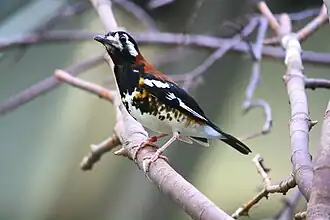 Description de cette image, également commentée ci-après