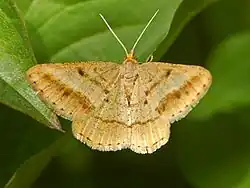 Isturgia arenacearia.