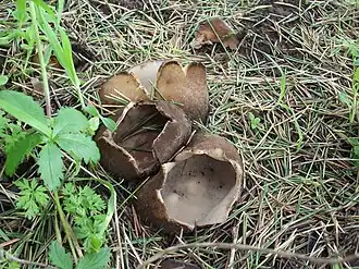 Description de cette image, également commentée ci-après