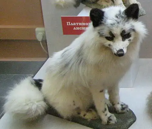 Un georgian white taxidermisé au musée Darwin, en Russie.