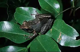 Description de l'image Gephyromantis zavona.jpg.