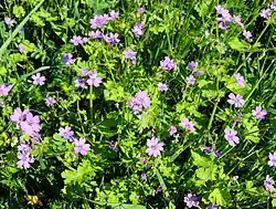 Géraniums des Pyrénées.