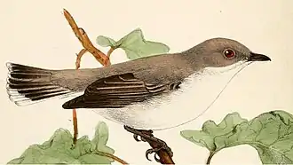 Description de l'image Gerygone inornata.jpg.