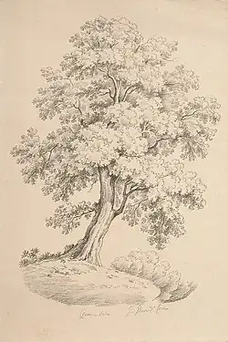 Quercia verde, crayon sur papier, 42,5&nbsp;×&nbsp;28,5&nbsp;cm, collection privée.