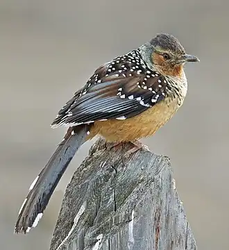 Description de l'image Giant Laughingthrush (Ianthocincla maxima).jpg.