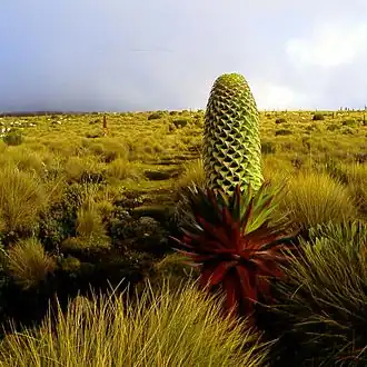 Un lobelia géant (Lobelia deckenii subsp. keniensis), entouré de fétuques, à la limite des landes et de l'étage afro-alpin. Il peut atteindre 6&nbsp;mètres de hauteur et est parfaitement adapté pour piéger les gouttes d'eau et se prémunir du gel.