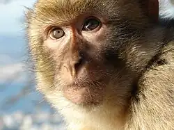 Un macaque berbère de Gibraltar.