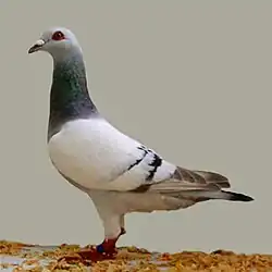 Gier argenté barré (variété biche)