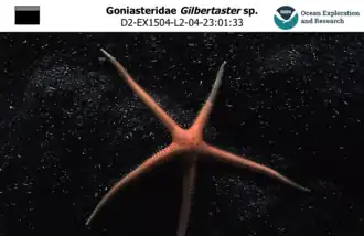 Une Gilbertaster sp. photographiée entre 2000 et 3&nbsp;000&nbsp;m de profondeur par la mission Okeanos Explorer.