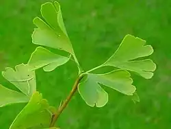 Des feuilles de ginkgo.